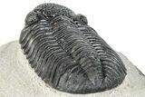 Prone Pedinopariops Trilobite - Mrakib, Morocco #287673-5